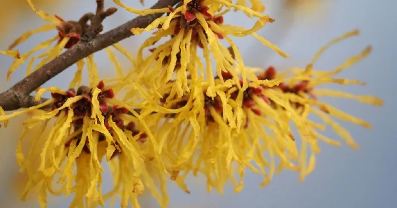 Волшебный орешник : необычное дерево показали на видео в Ботсаду Алматы