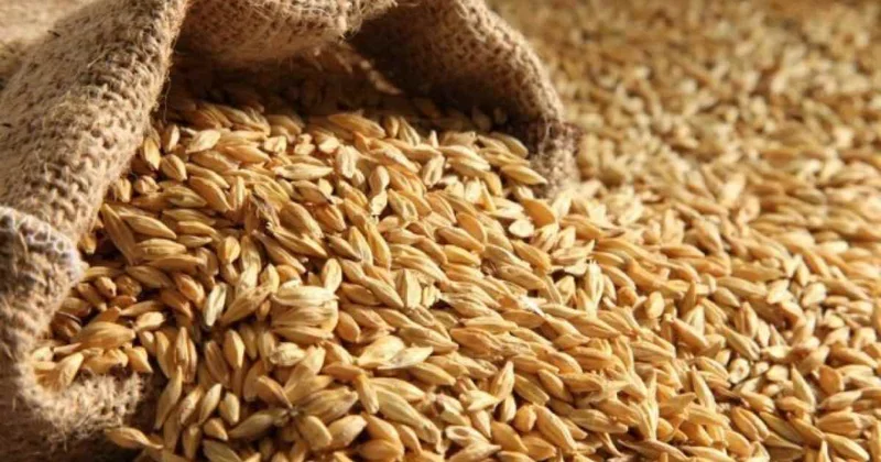 Биылғы жиын терімнен 3,1 млн тонна астық экспортталды