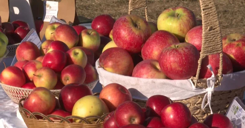 Талғар ауданында Мичурин бағының іргетасын қалаудың салтанатты рәсімі өтті