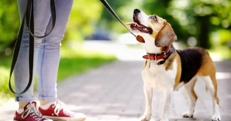 Как собаки влияют на укрепление иммунитета хозяев эксперт