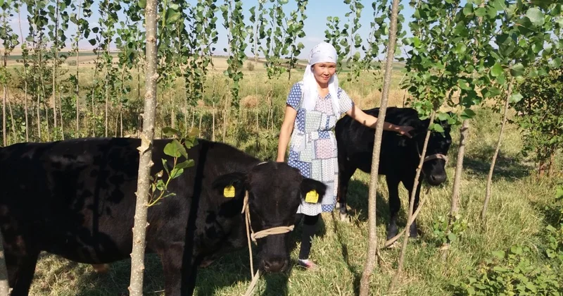 Возврат земель в госсобственность сократил дефицит пастбищ