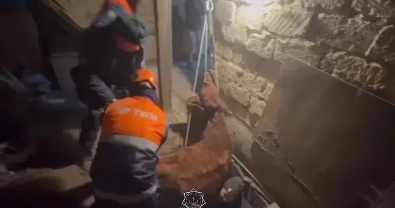 Ақтөбеде ірі қара мал терең жертөлеге құлап, құтқарушылардың көмегімен шығарылды