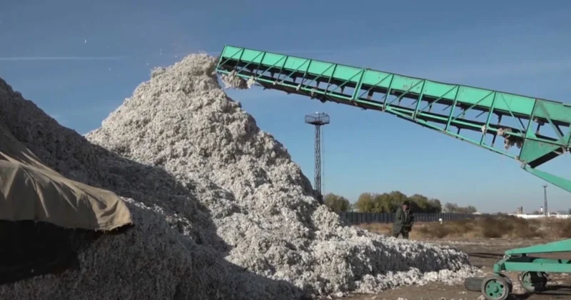 Түркістан облысында мақта терімі аяқталды