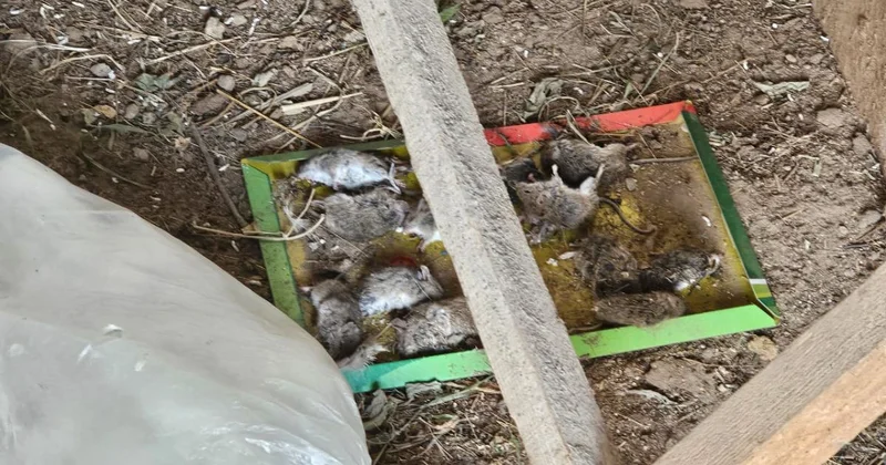 Махамбет ауданында үш ауылды тышқан жайлап кетті