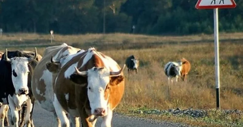 Иесіз жануарлар қауіп төндіруде: Атырау полициясы бақылауды күшейтті