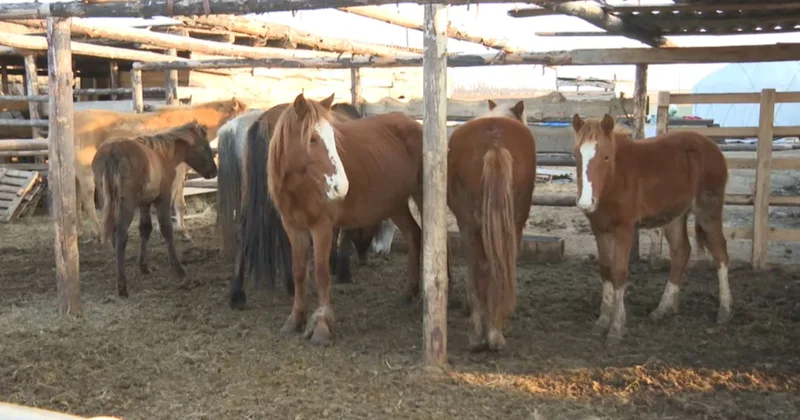 Соғым маусымы: жылқыға сұраныс артты