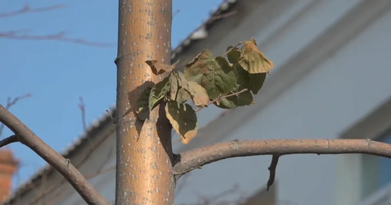 Павлодарлық оқушы орман қорын көбейтетін жоба ұсынды