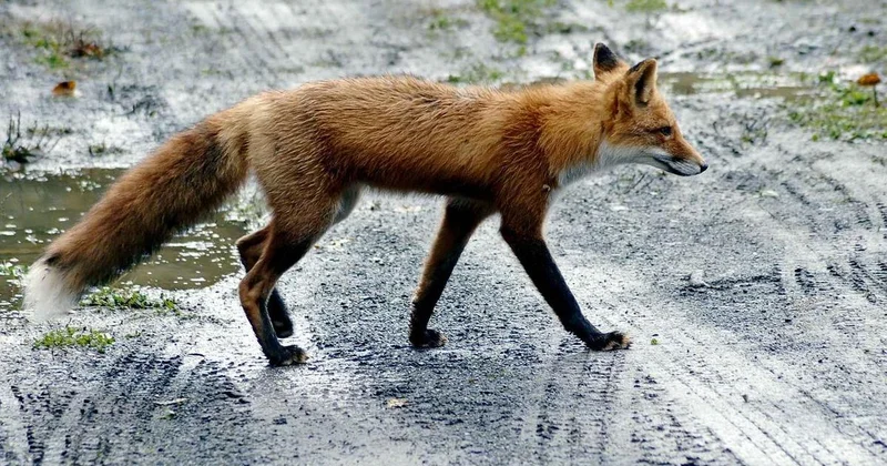 Боимся в магазин выйти : жители села в СКО жалуются на нападения лис