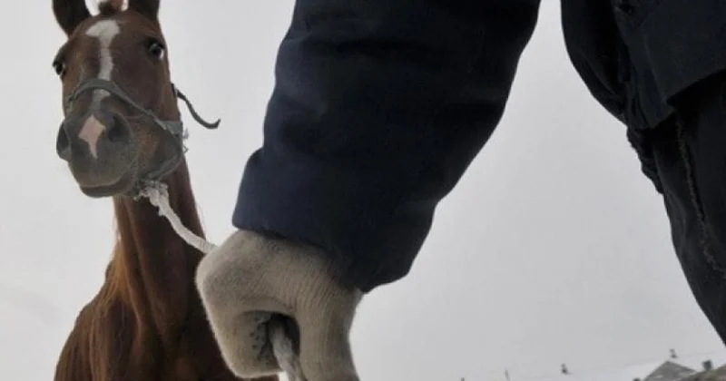 Атырауда иелігіндегі малды қараусыз жібергендерге 790 хаттама толтырылды