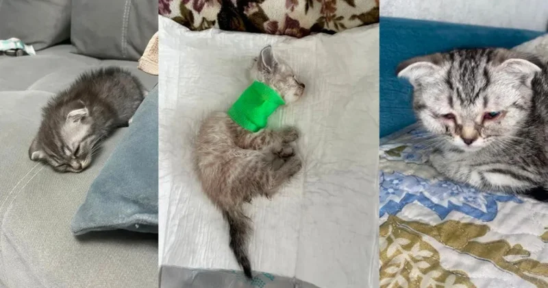 Покупатели бьют тревогу: в Астане продолжают продавать смертельно больных котят