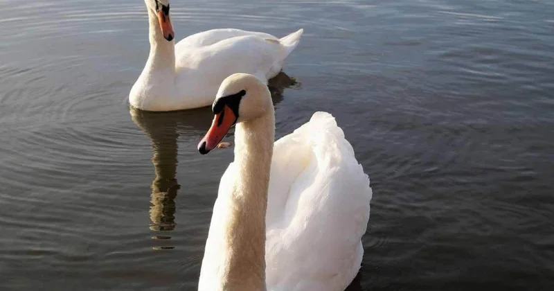 Лебеди вновь появились на набережной в Актау