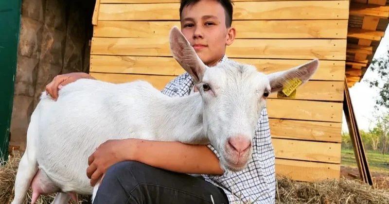 Павлодарлық жасөспірім ешкі өсіріп, сүтінен табыс тауып отыр