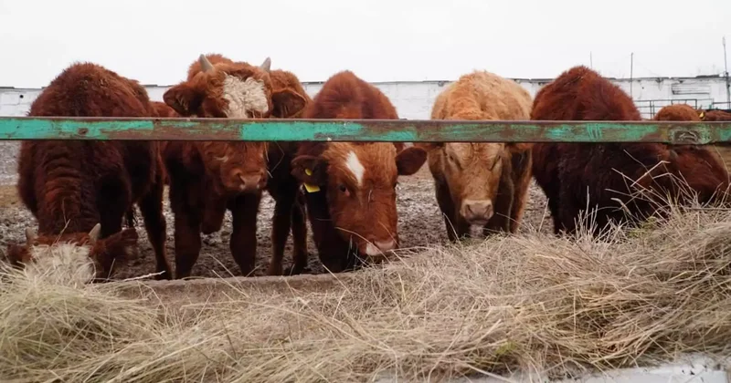 Ақмола облысына Ресейден қалмақ тұқымды 4300 бас ірі қара әкелінді