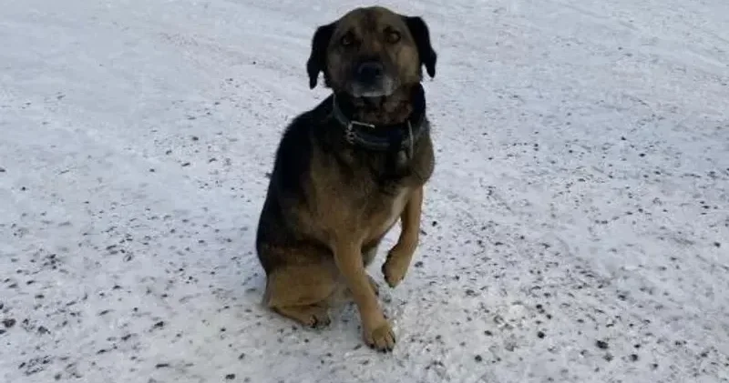 Таразда темір қоршауға қысылып қалған ит құтқарылды