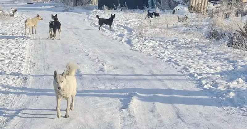 Бурабайда ер адам итті атамын деп әріптесін жарақаттап алды