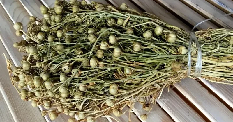 Ресей елшілігі адыраспанға байланысты ел тұрғындарына ескерту жасады