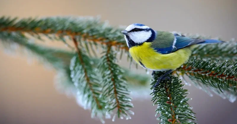 Морозные ночи и дневные оттепели: какой будет погода в феврале в Казахстане
