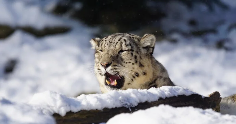 Ученые Казахстана трое суток спасали снежного барса от людей