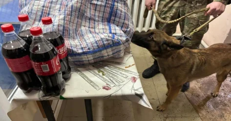 Передачу марихуаны осужденному пресекли в Кызылординской области