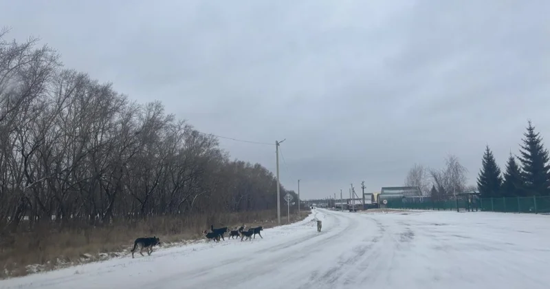СҚО да антирабиялық көмекке жүгінген әр екінші адамды ит қапқан