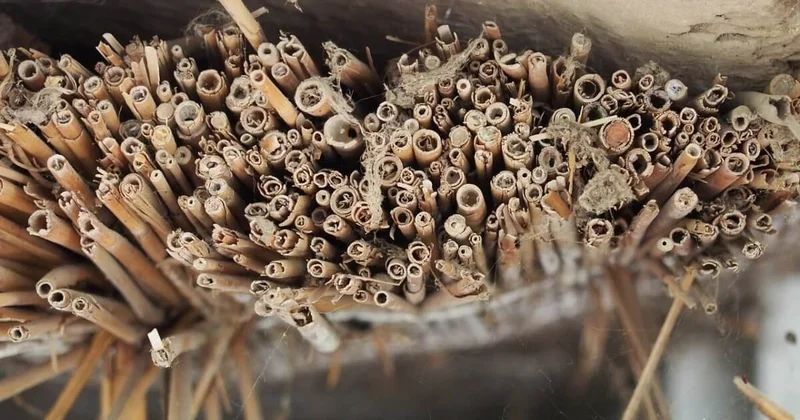 Поездка в Россию с адыраспаном может закончиться штрафом или лишением свободы