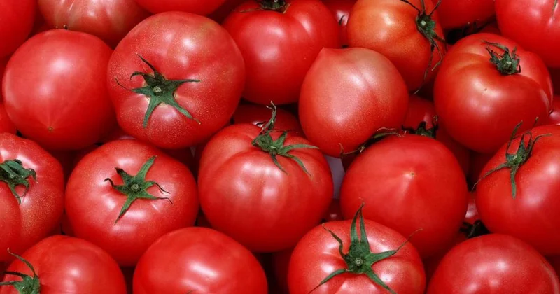 Ресейден әкелінген қызанақтан вирус анықталды