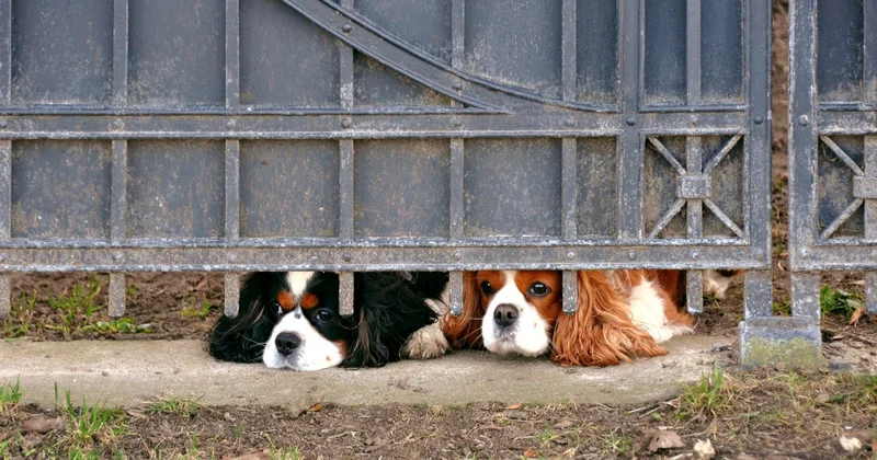 Неизвестные застрелили чужих собак и похитили щенков во дворе частного дома в Алатау