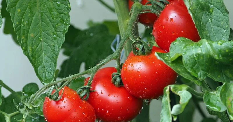 Зараженные опасным вирусом семена томатов пытались ввезти в Казахстан из России