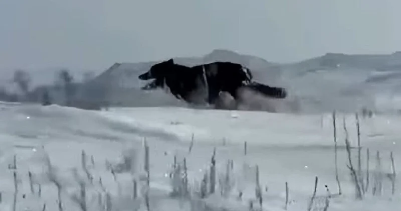 Редкого черного волка застрелили в Восточном Казахстане