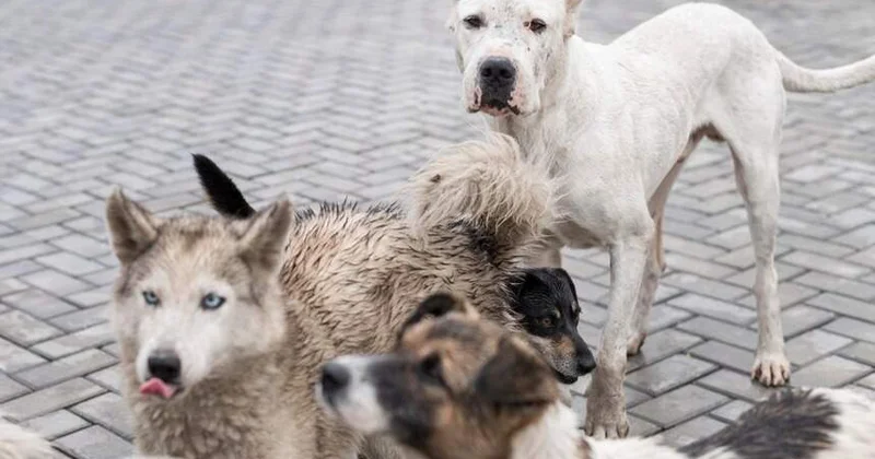 Өскеменде бір айда 70 ке жуық адамды ит қапты