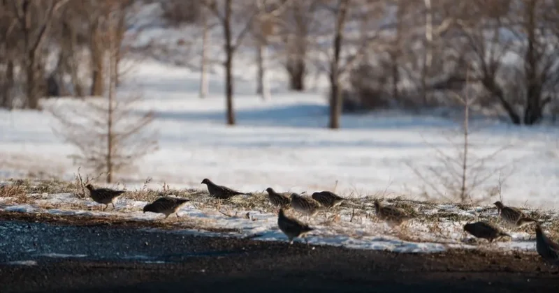 Контрасты марта: Казахстан накрыли морозы, метели и весенние дожди