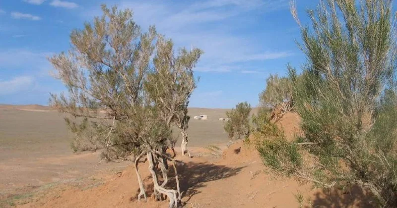 Биыл Атырауда құм көшкініне қарсы сексеуіл мен жыңғыл егілмейді