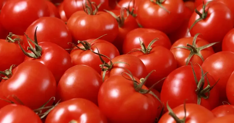 Карантинный вирус обнаружили в 130 пакетах семян томата, ввезённых из России в Казахстан