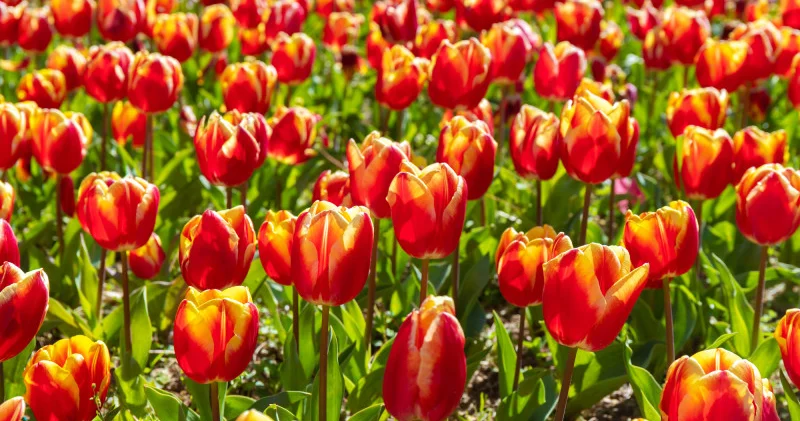 Наурызда қазақстандықтарда қосымша демалыс болады