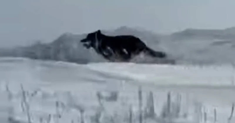 ШҚО да аңшылар сирек кездесетін қара түсті қасқырды атып тастады