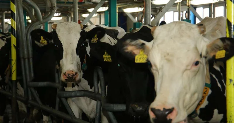 В Китае зафиксировали вспышки ящура среди КРС