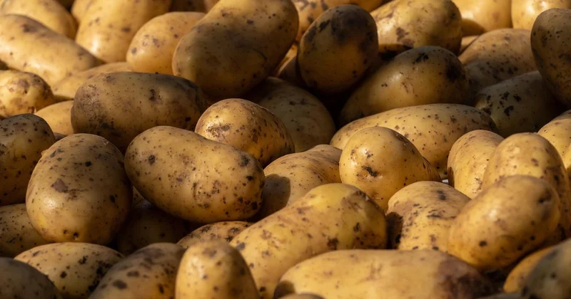 После жалоб фермеров правила торговли картофелем изменили в Казахстане