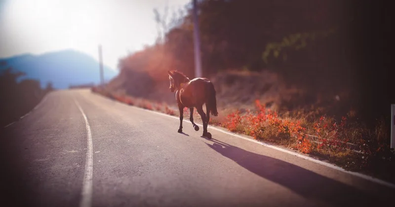 Три человека пострадали в ДТП с лошадью на трассе под Астаной
