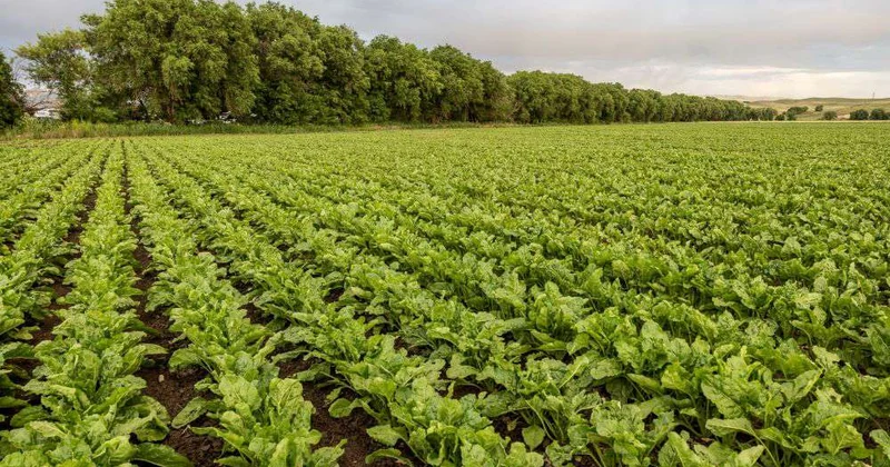 В области Жетысу готовятся к севу сахарной свеклы