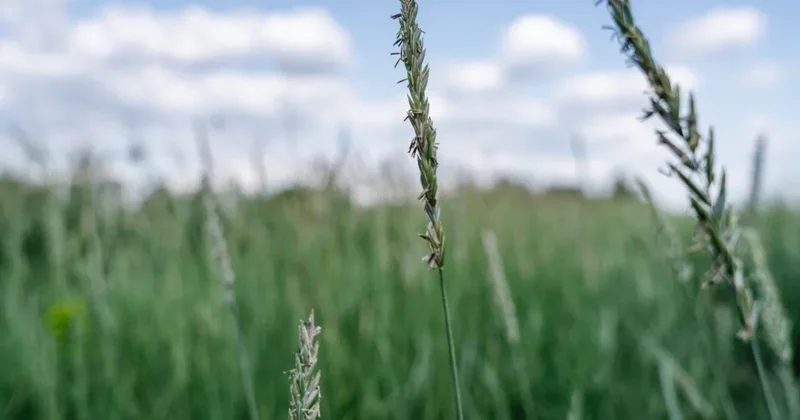 Казахстан вошел в число крупнейших стран по аграрным землям