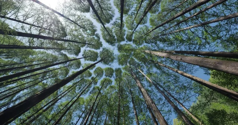 Курс на озеленение