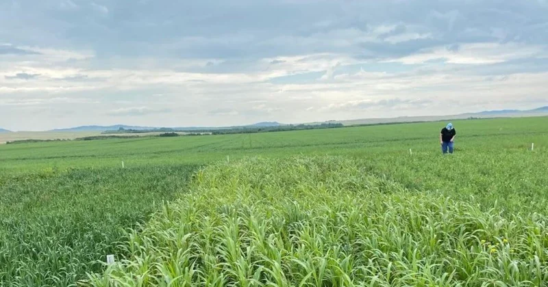 В поле выходит цифровой агроном