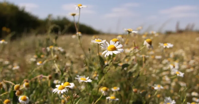 Казахстан вошёл в топ 6 стран мира по сельхозугодьям
