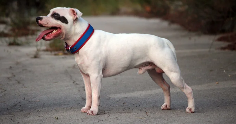 Бойцовский пес растерзал пенсионерку в России