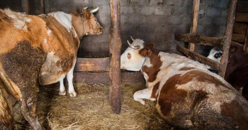 Атырау облысында мал ауруы​ның 45 қауіпті ошағы тіркелді