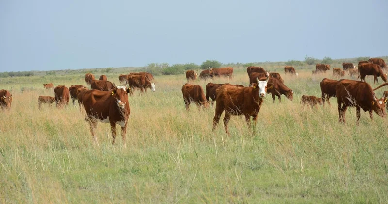Жамбылда әкімдіктің кінәсінен фермерлер жер телімдерін ала алмаған