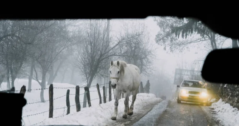 Жылқымен соқтығысқан көлік: тасжолда үш адам ауыр жарақат алды