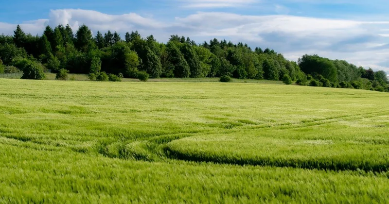 МСХ: Казахстан будет приоритетно выращивать культуры, приносящие большую прибыль