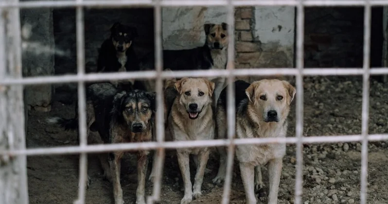 У приюта ZooHome в Алматинской области все же изымут землю Аналитический интернет журнал Власть