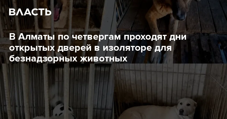 В Алматы по четвергам проходят дни открытых дверей в изоляторе для безнадзорных животных Аналитический интернет журнал Власть